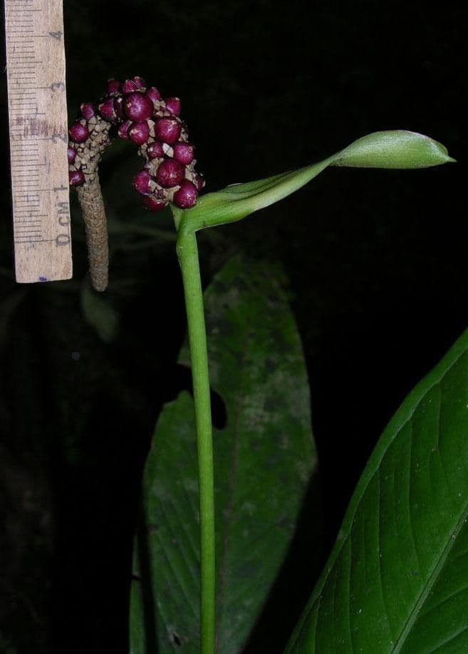 Anthurium lanceolato 12