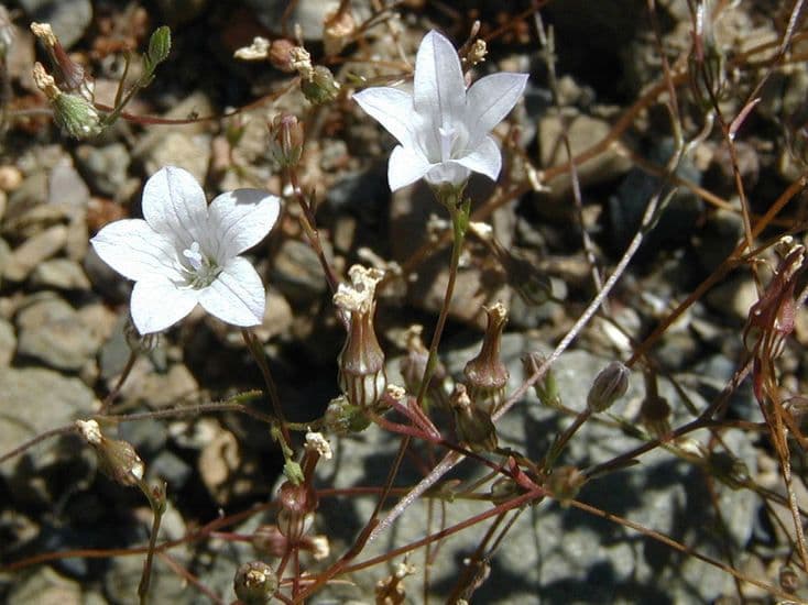Campanula 6