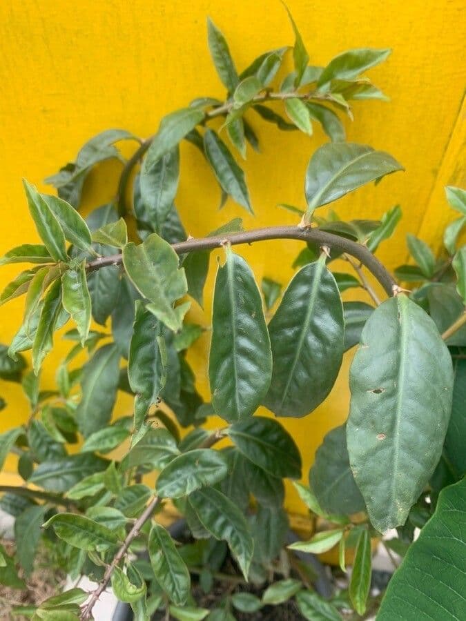 Pereskia 16