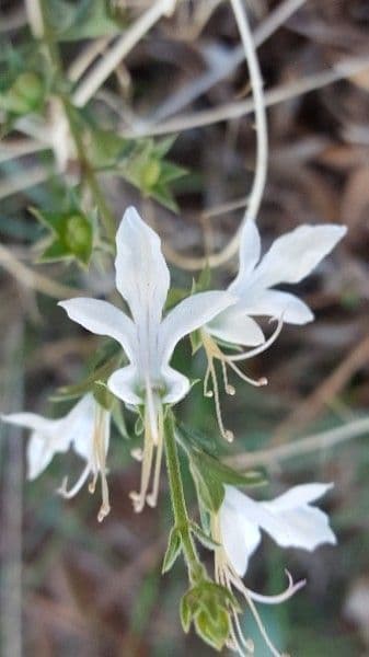 Teucrium pseudochamaepitys 10