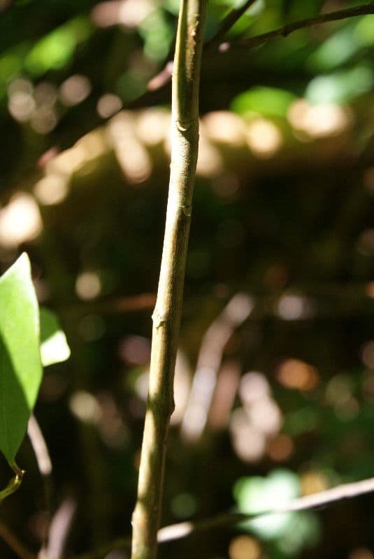 Ardisia crenata 25