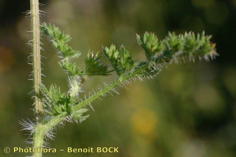 Carota selvatica irta 25