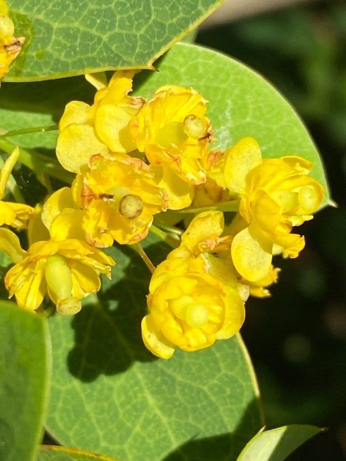 Berberitze 2