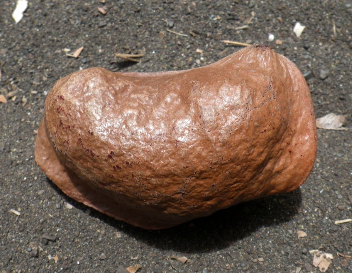 Heritiera 5