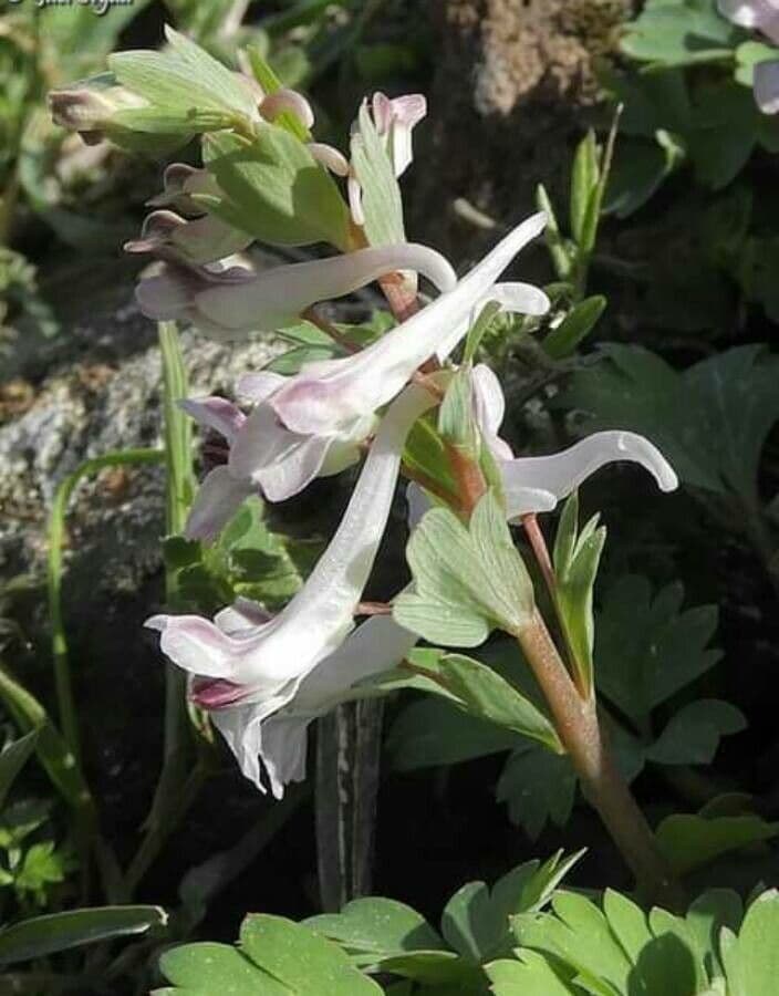 Corydalis 2