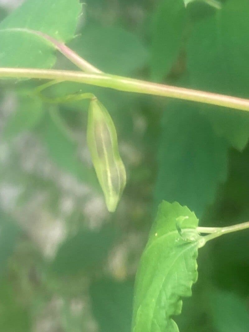 Impatiens pallida 2