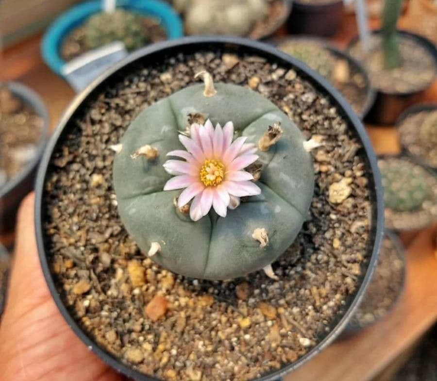 Peyote 15