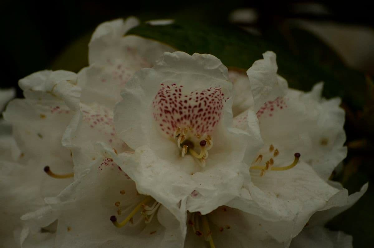 Rhododendron aganniphum 3