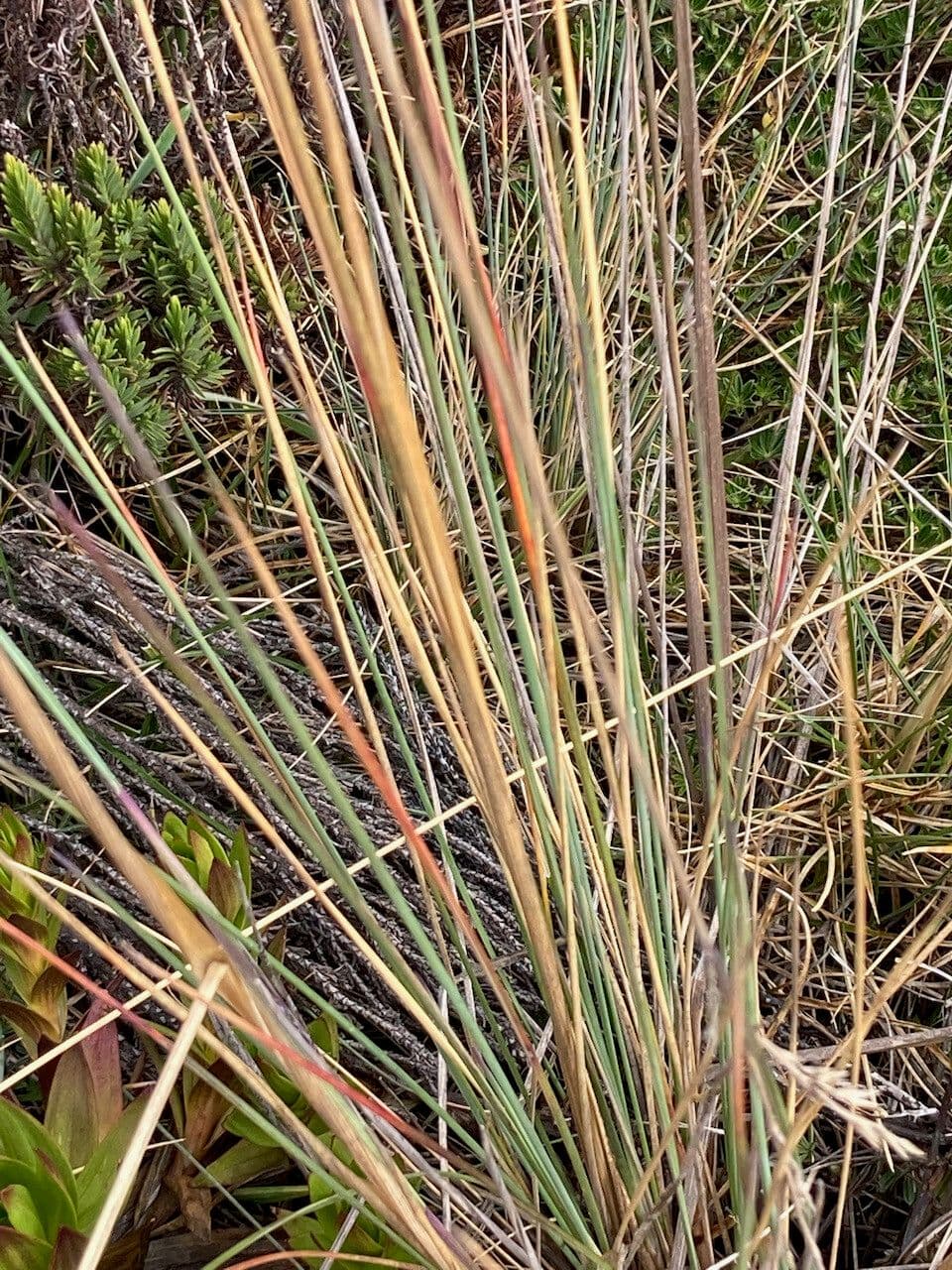 Festuca 11
