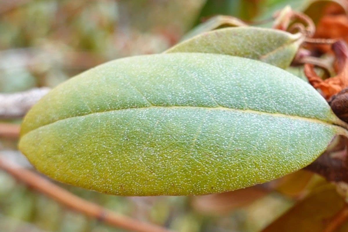 Rododendron rezavý 11