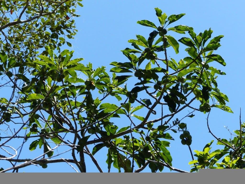 Planchonella 5