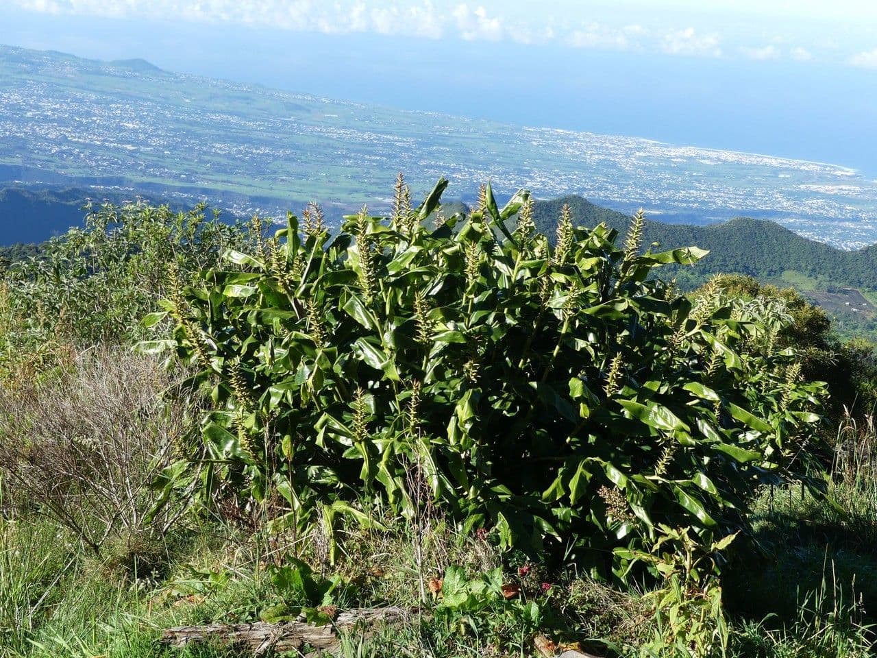 Zázvorník gardnerov 14