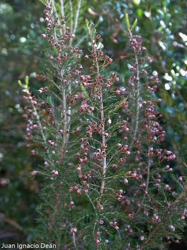Baumheide 7