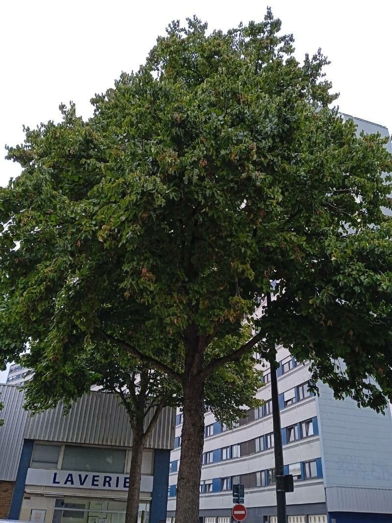 Baumhasel 16