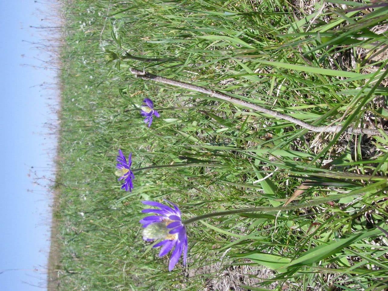 Anemone 6