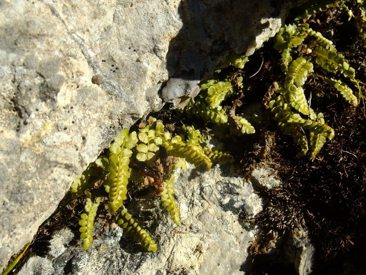 Asplenio verde 12