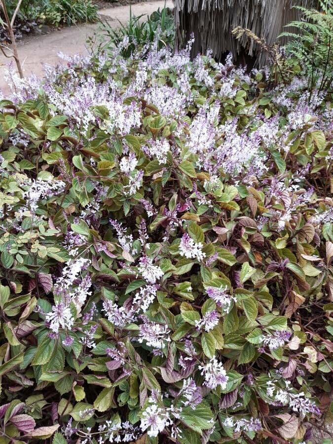 Plectranthus 6