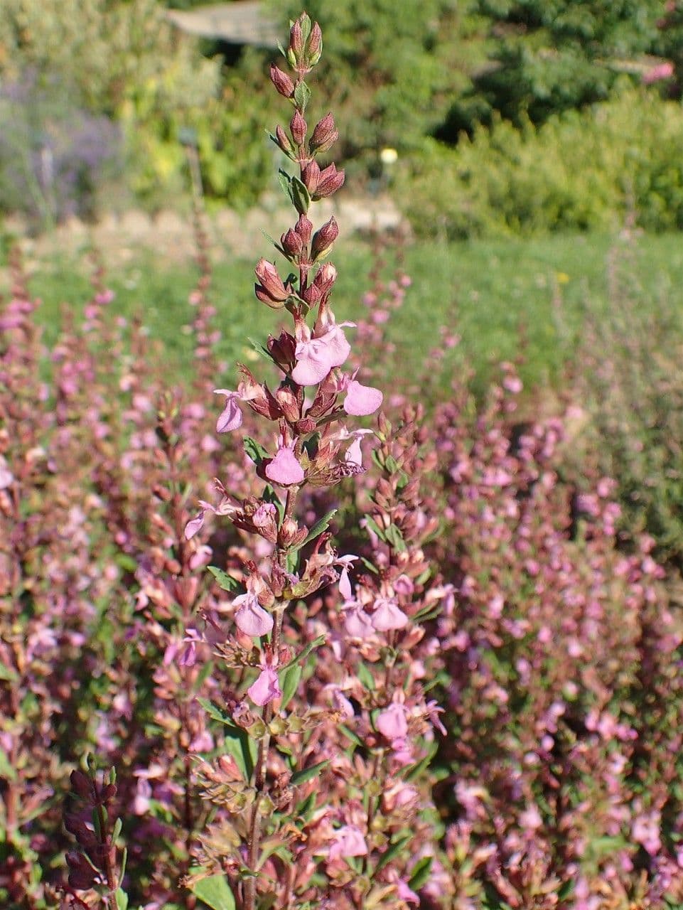 Teucrium 11