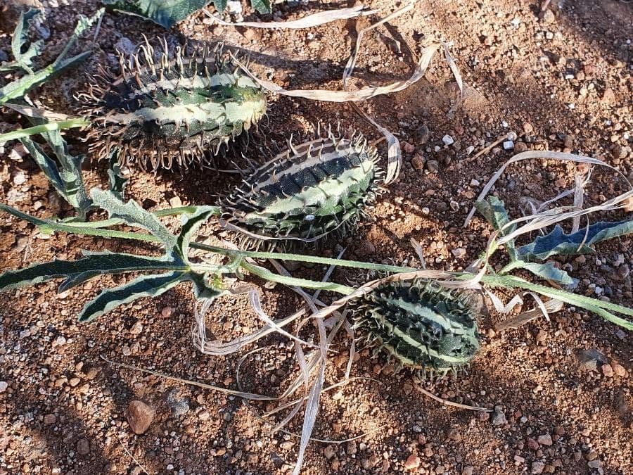 Cucumis