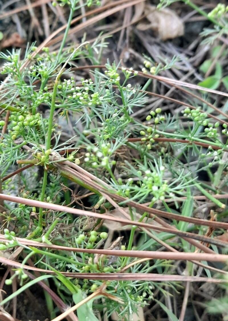 Ciclosperma 8
