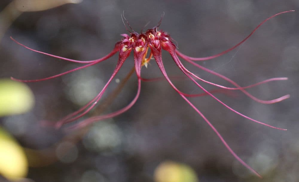Bulbophyllum