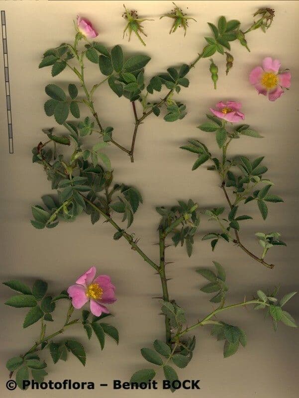 Rosa tomentosa 26
