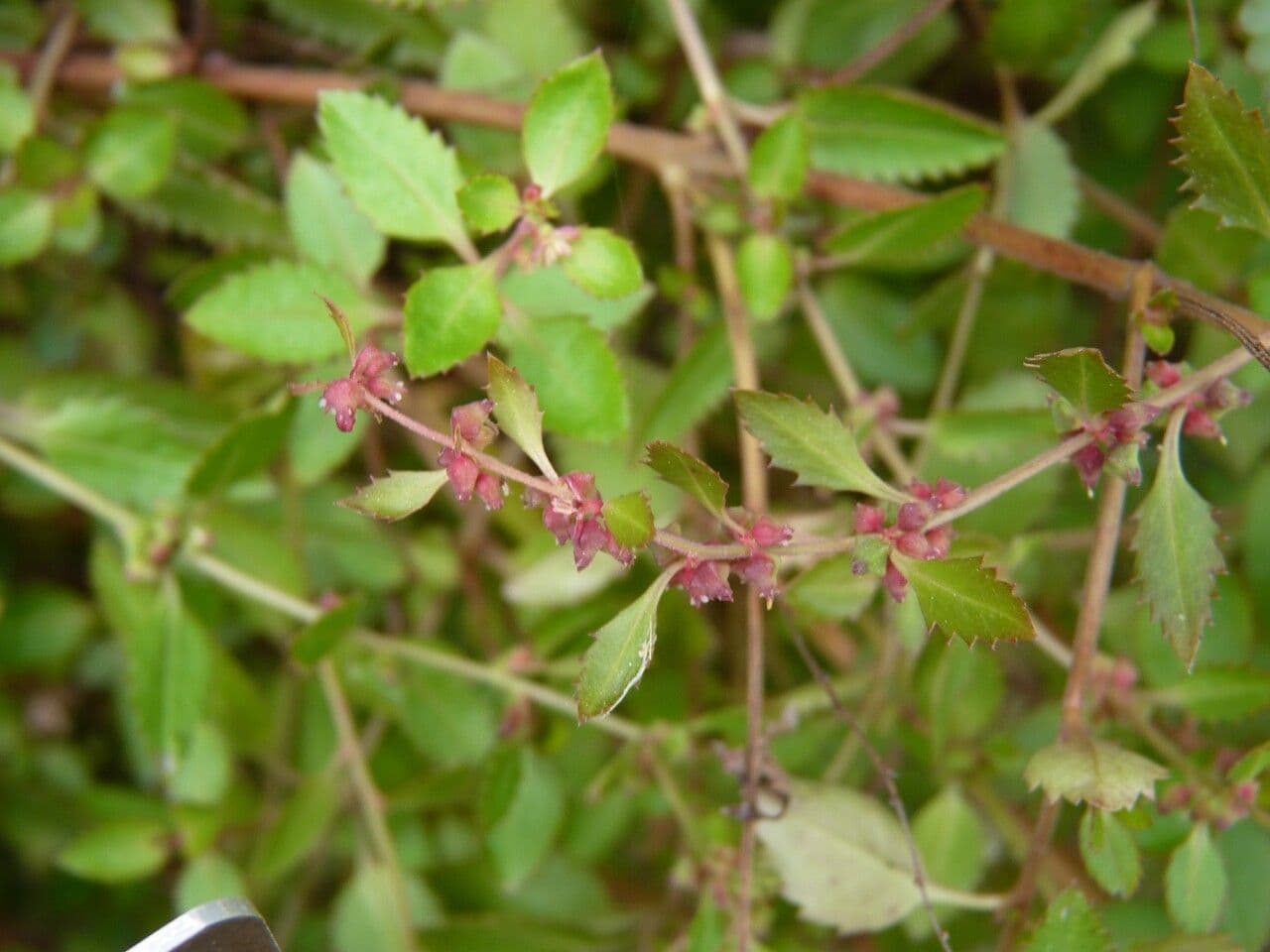 Haloragis 2