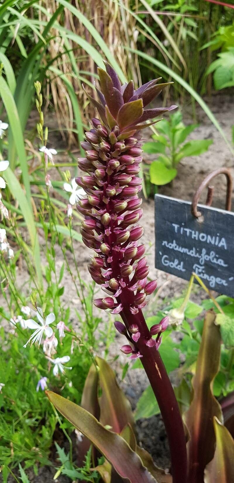 Eucomis 19