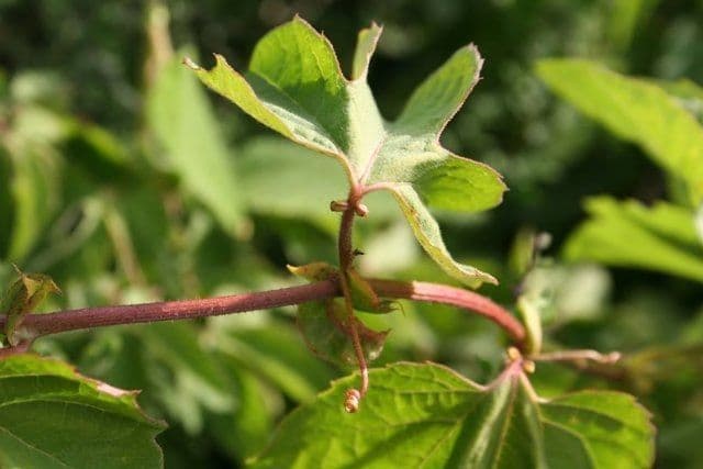 Passiflora 4