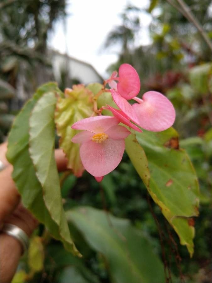Begonia 4