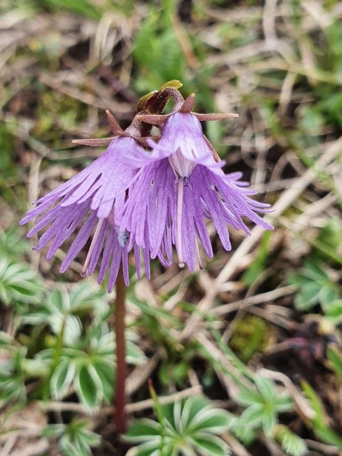 Soldanella comune 7
