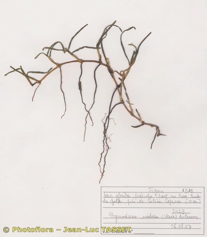 Cymodocea 2