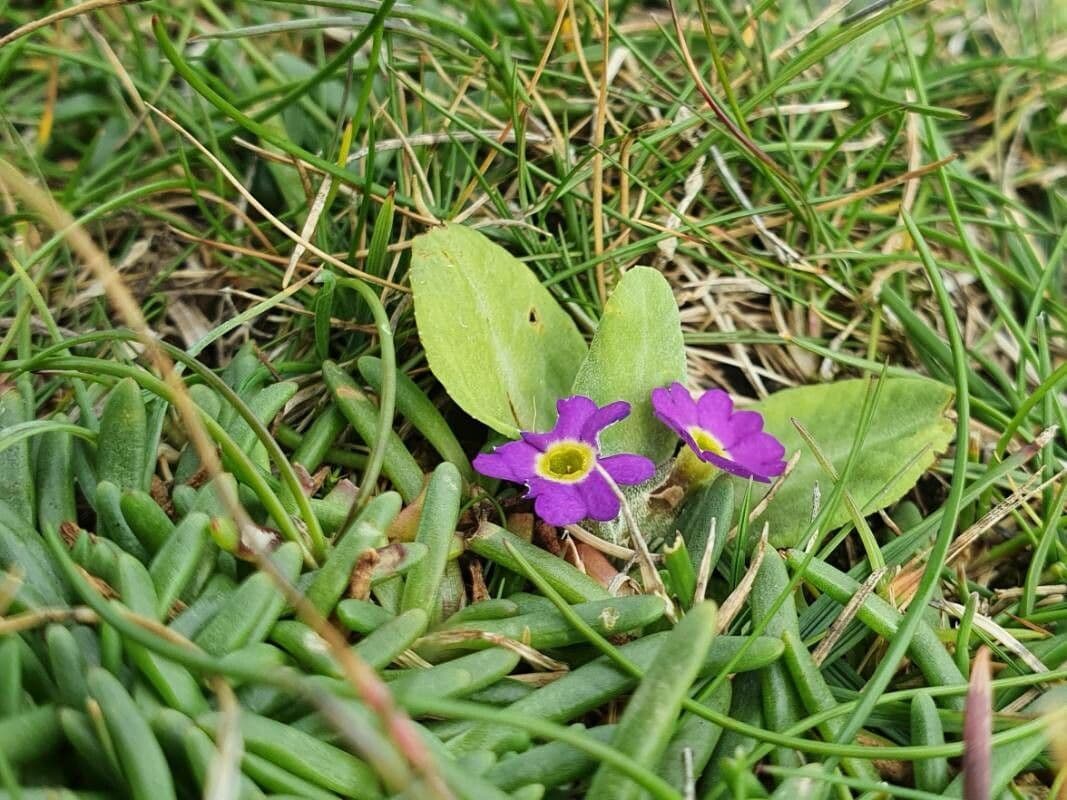 Primula scozzese