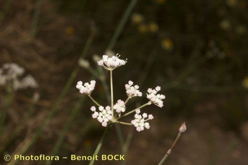 Deverra 7