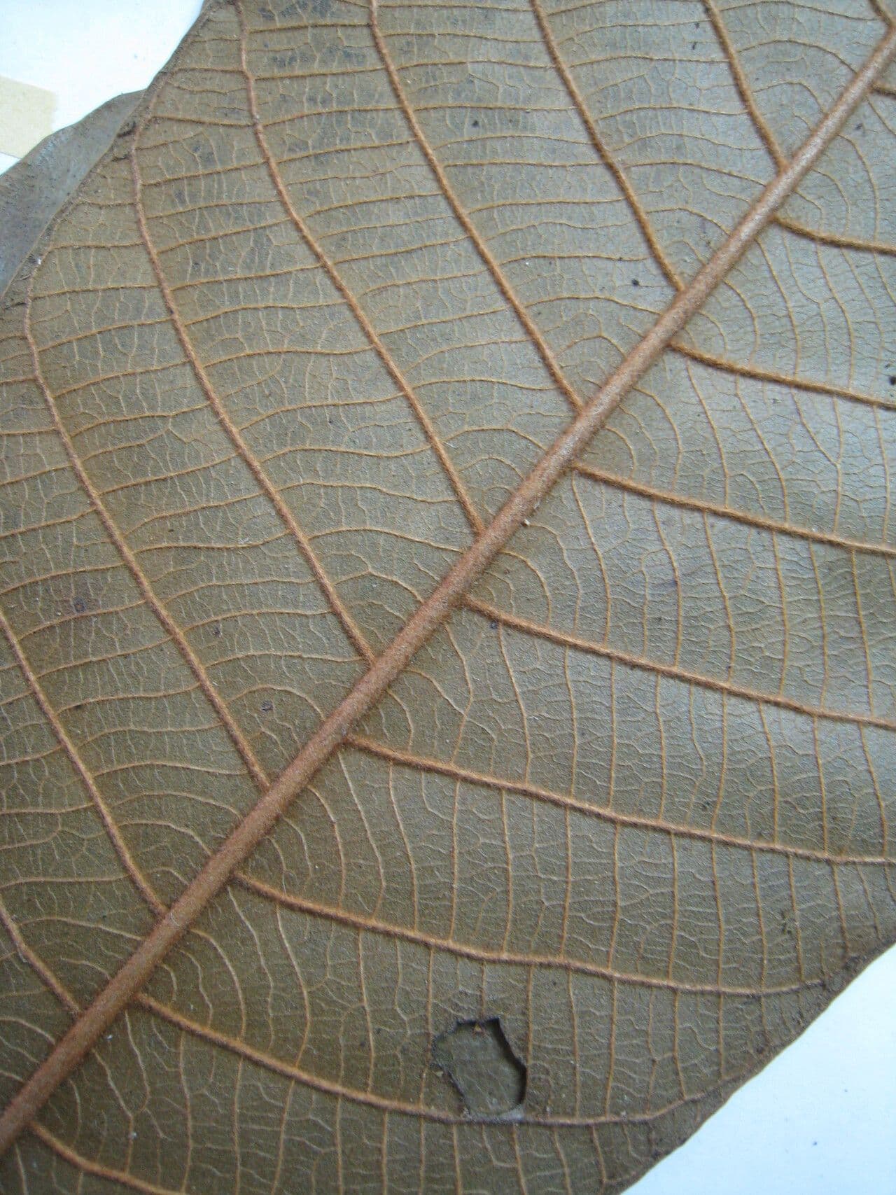 Ecclinusa 9