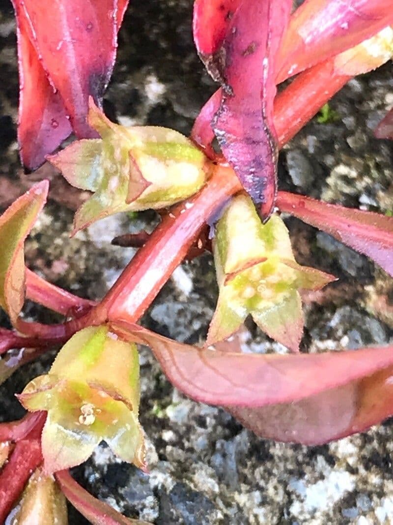 Isnardia 2