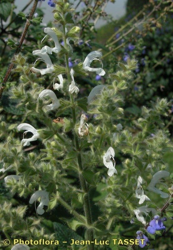 Salvia