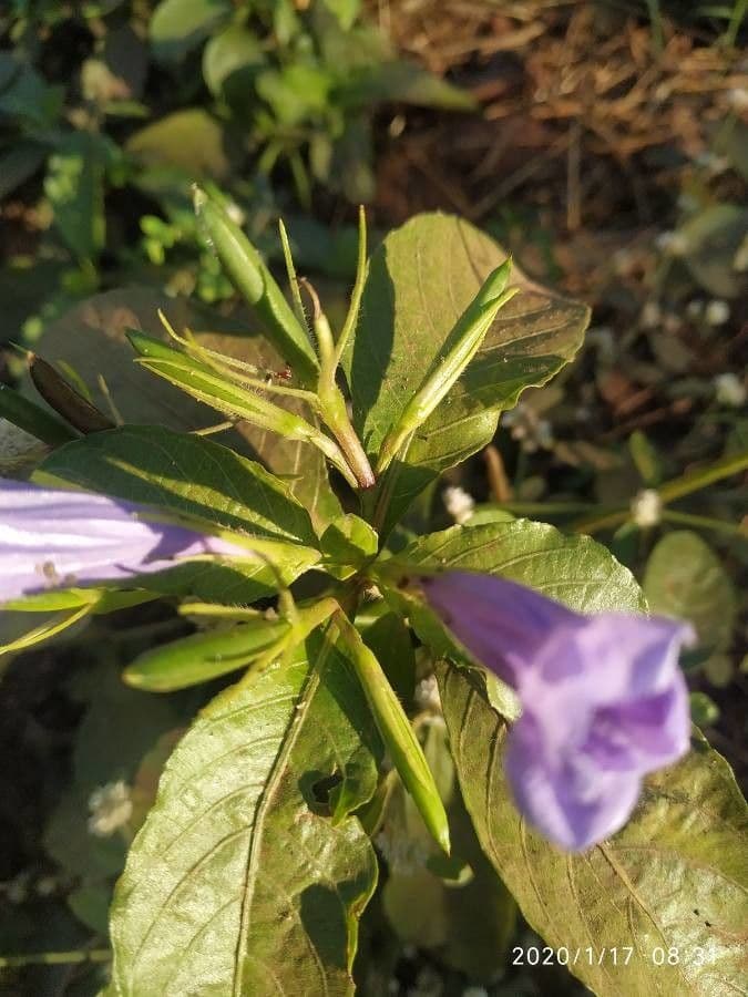 Ruellia tuberoso 3