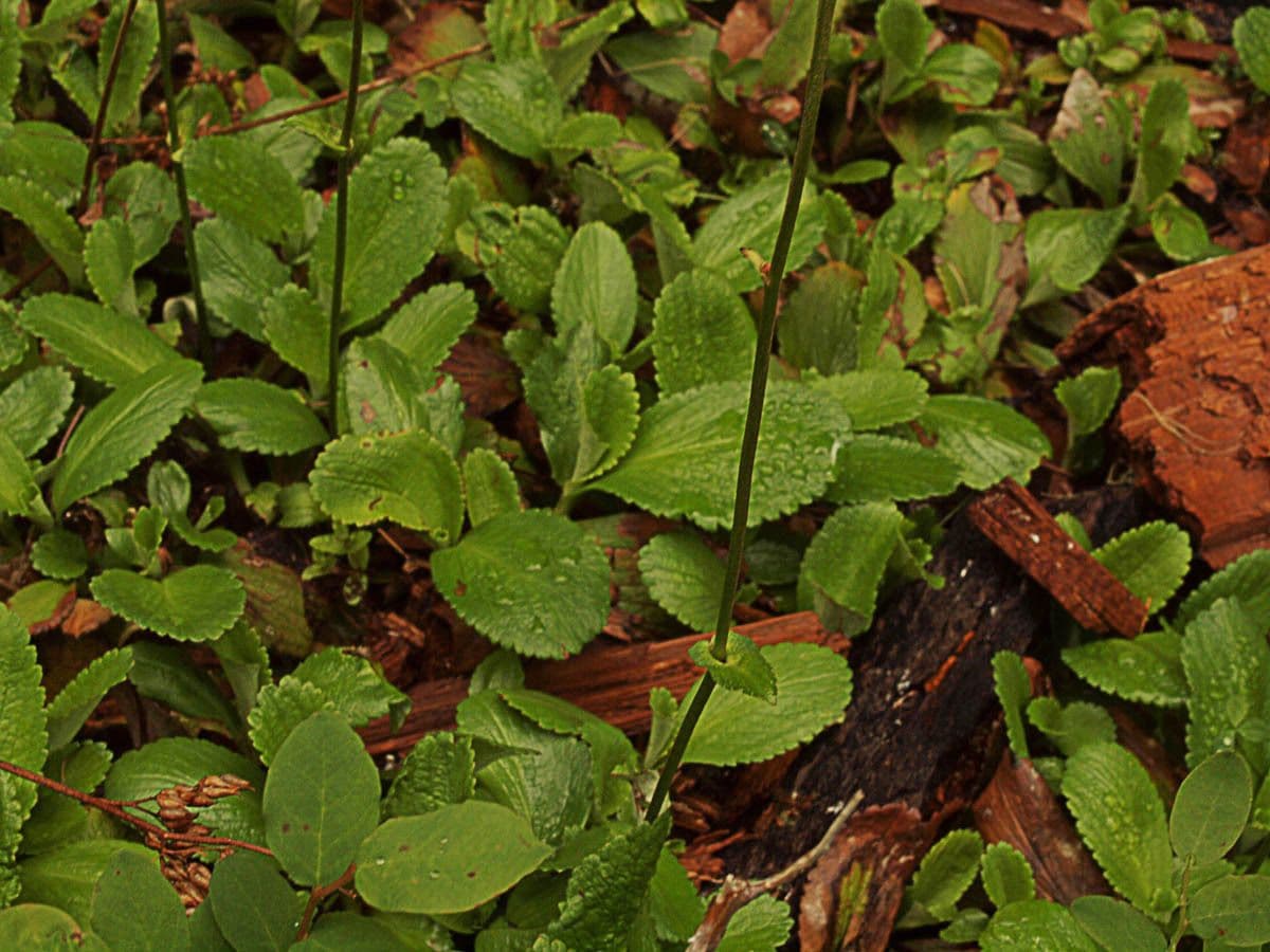 Leptarrhena 13