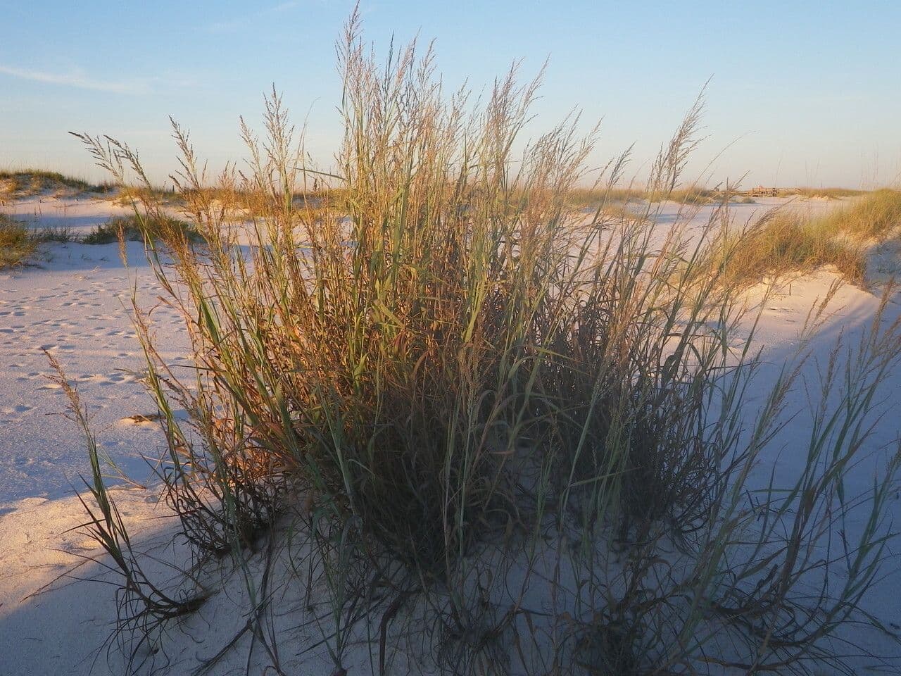 Panicum amer 3