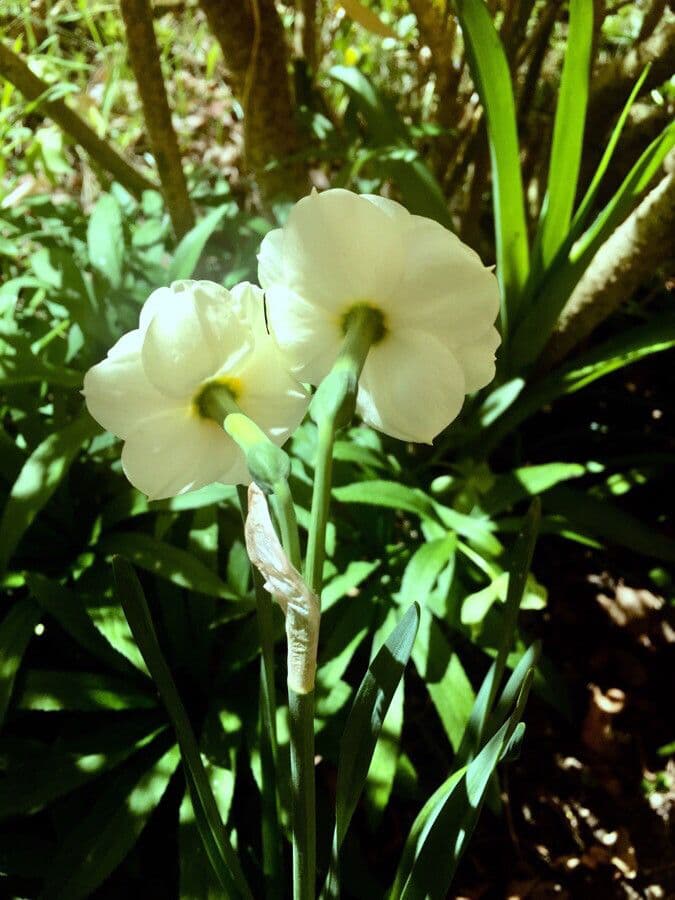 Narciso tazetta 24