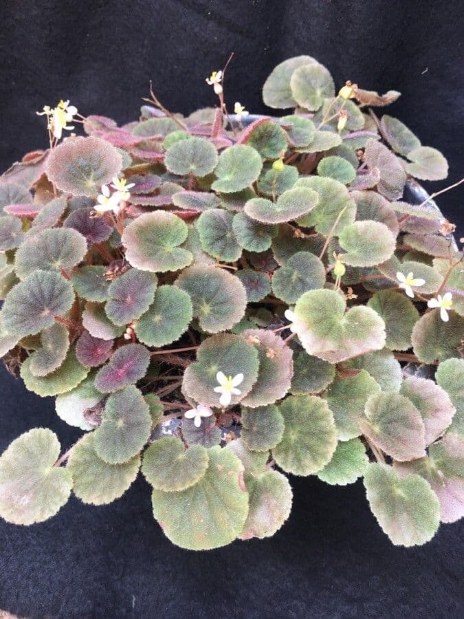 Begonia