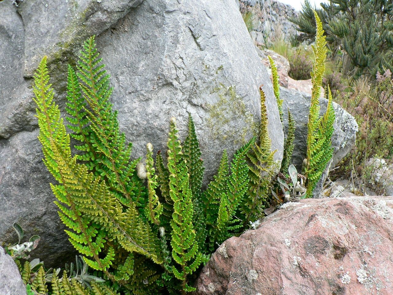 Polystichum 4