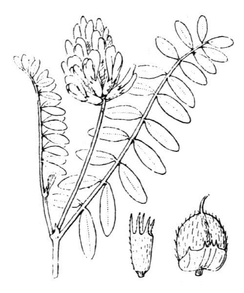 Astragalo ceci 23