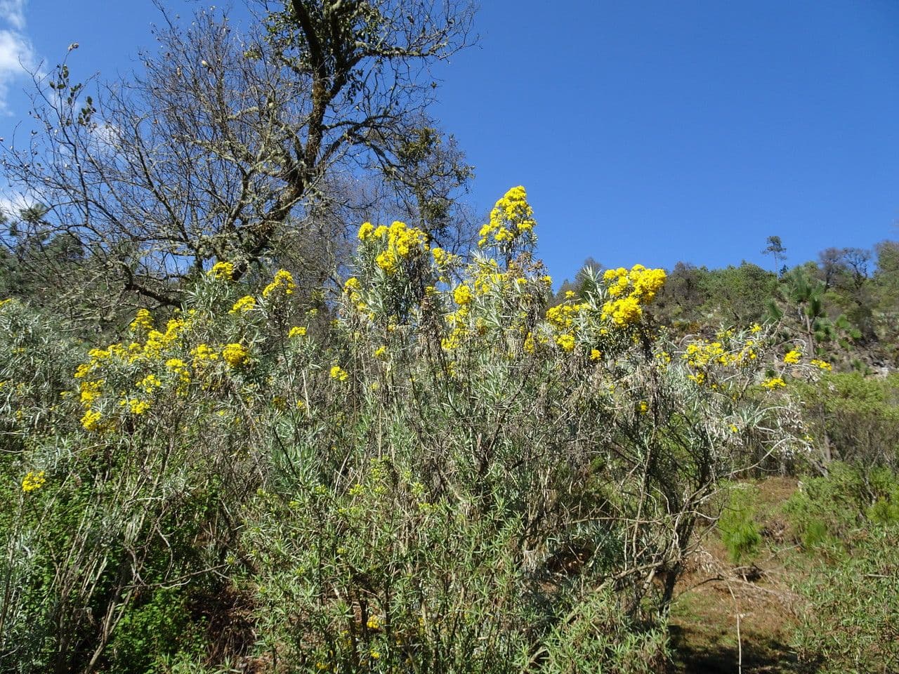 Senecio