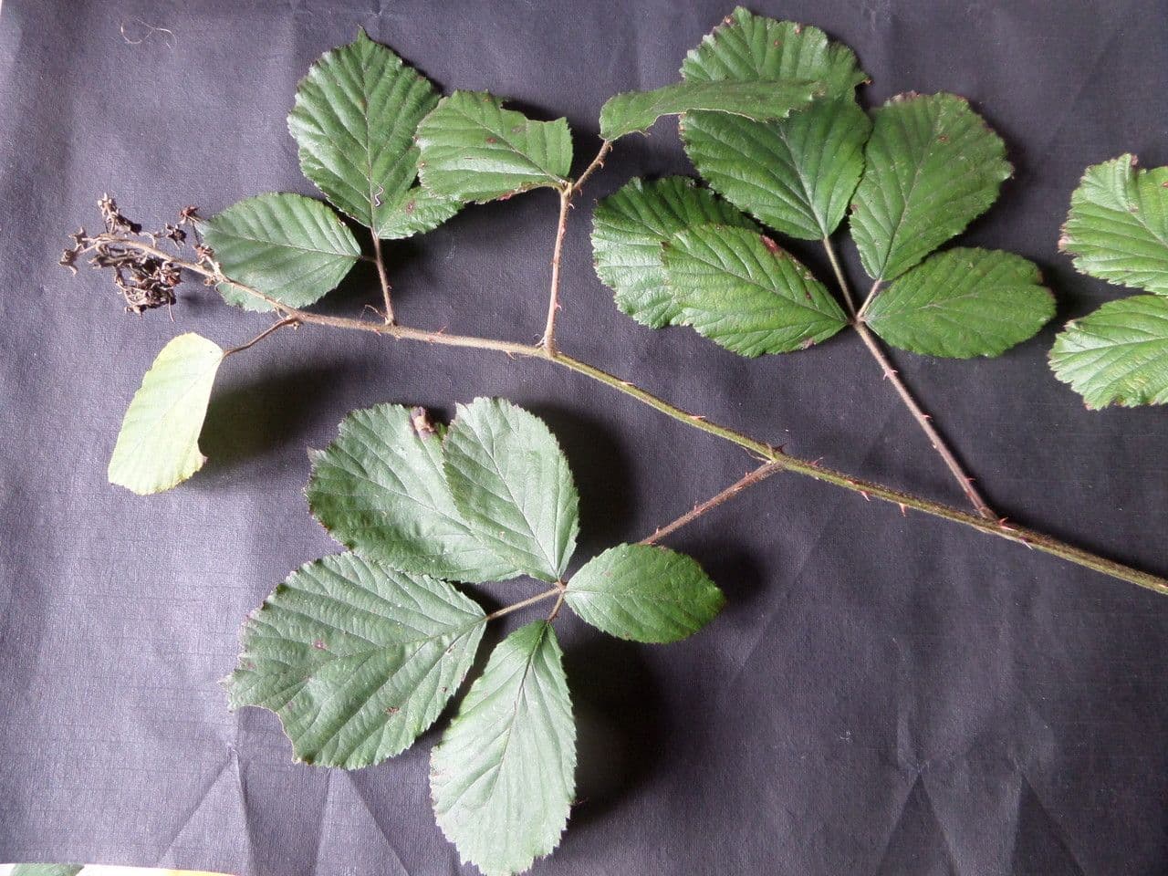 Großblättrige Brombeere 27