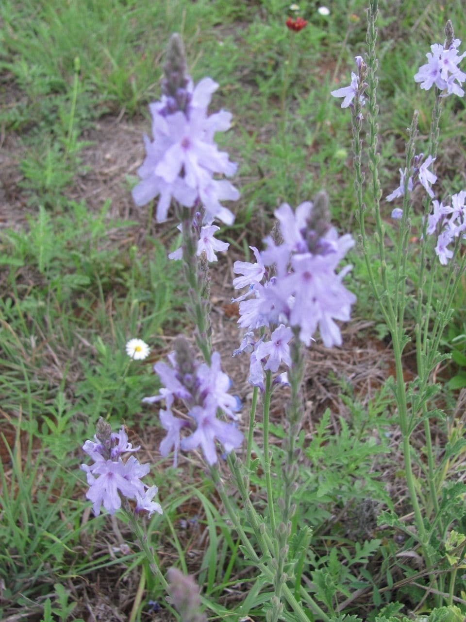 Verbena