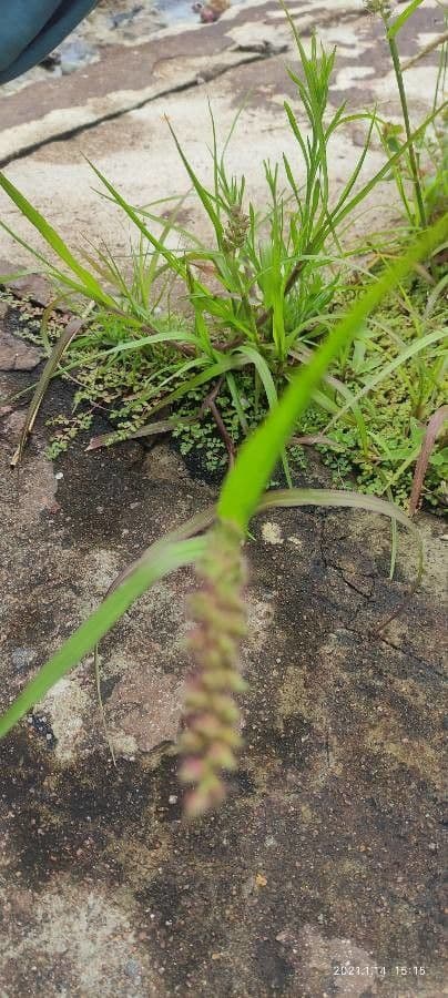 Echinolaena inflexa 7