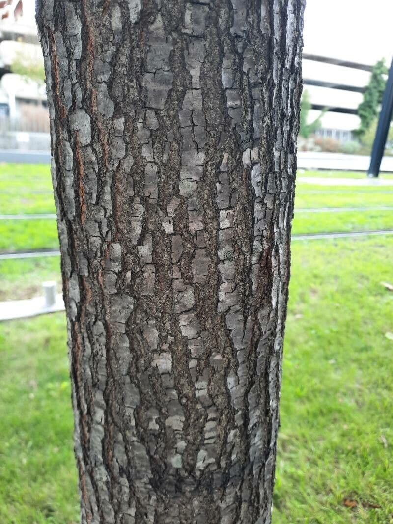 Roble teja 17