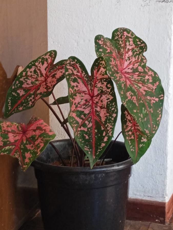 Caladium 11